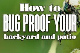 How To Bug Proof Your Backyardand Patio