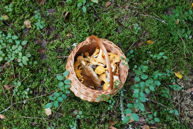 Morel-Mushrooms