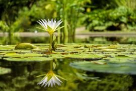water-garden-plants