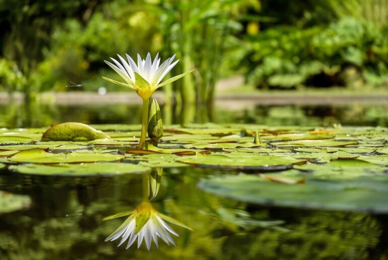 water-garden-plants