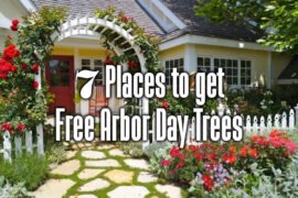7-places-to-get-free-arbor-day-trees