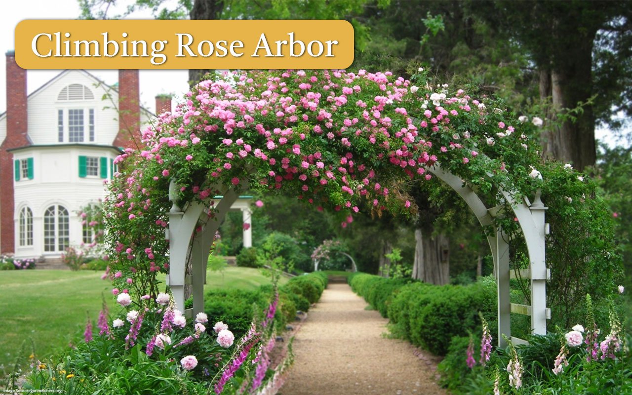 7 -Climbing-Rose-Arbor