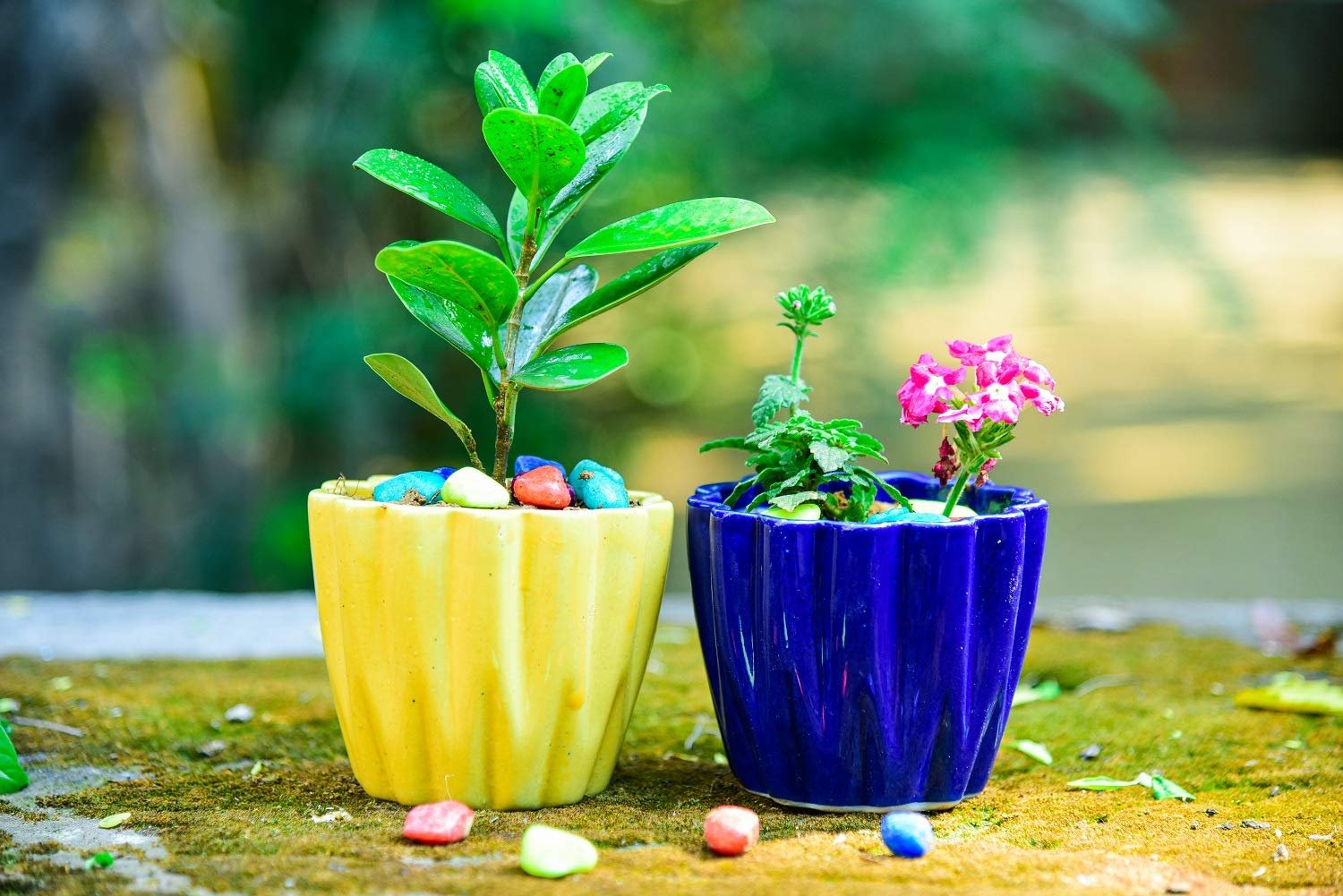Small Flower Garden