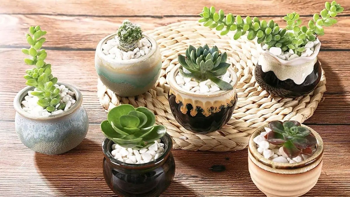 Succulent Plant Container