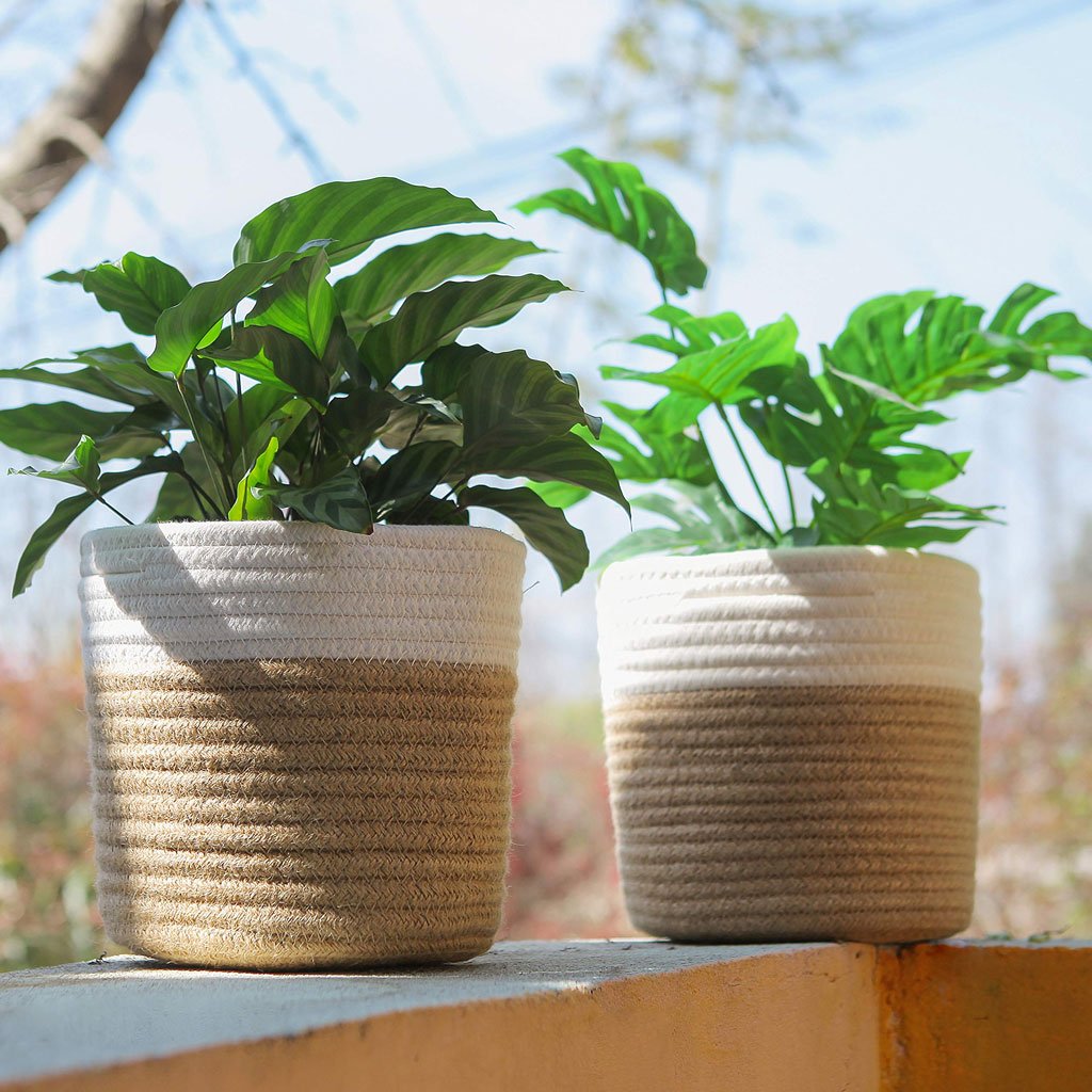 Terra-Cotta Pots