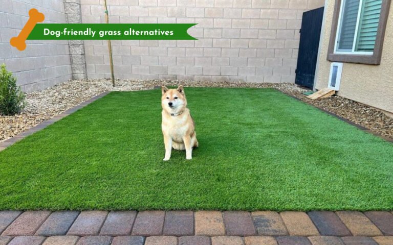 Dog-Friendly Landscaping for your backyard - Discover the yard