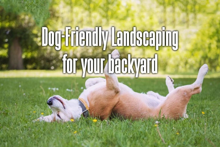 dog-friendly-landscaping-for-your-backyard